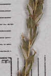 Roan Mountain sedge